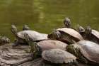 USA, California, Golden Gate Park. Group of red-eared slider turtles. Art Print